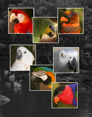 Parrot mugs2.jpg