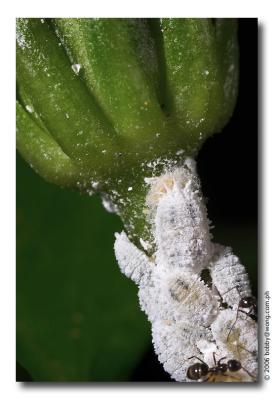 Of Aphids & Ants