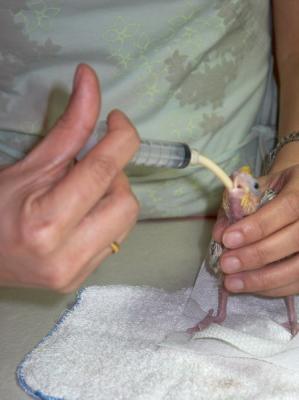 Handfeeding my baby cockatiel