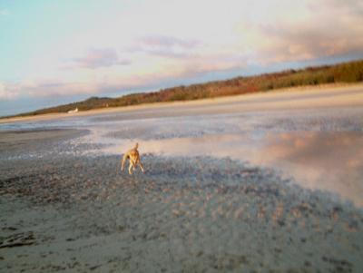 charging_dingo2_Fraser_Island.jpg