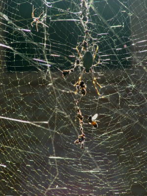 Spider_web.jpg