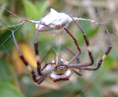 spider_wrap.jpg