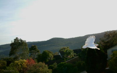 Cockatoo_flying_away.jpg