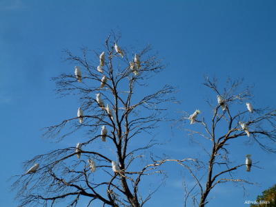 cockatoos_flocking_on_tree.jpg