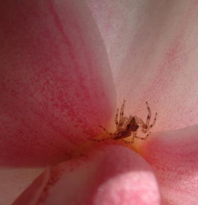 C11 Planet of Flowers