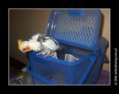 Handfeeding my baby cockatiel