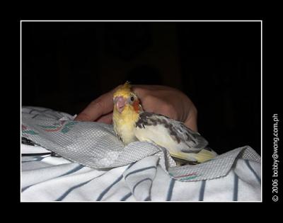 Handfeeding my baby cockatiel