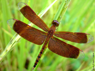 Dragonfly in Batad.jpg