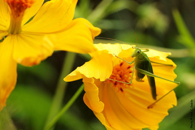 Grasshopper, Batad.jpg