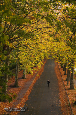 An Autumn Stroll _MG_3828WP.jpg