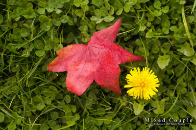 Mixed Couple _MG_4069WP.jpg