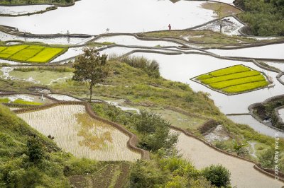 The Banaue Rice Terraces