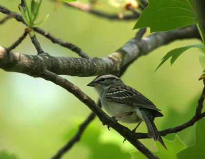 chipping sparrow 0617.jpg