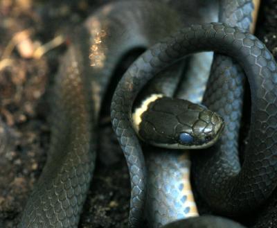 ringneck snake 0638.jpg