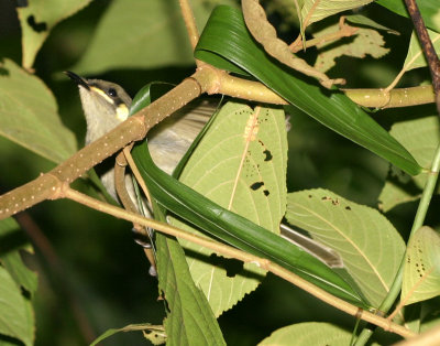 bird 3347.jpg