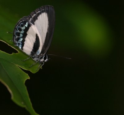 black dot 3340.jpg