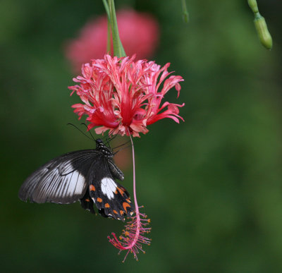 black white bfly 3197.jpg