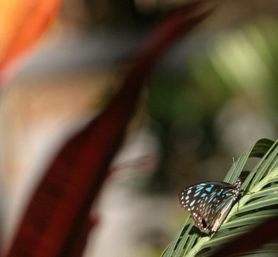 blue brown bfly 3142.jpg