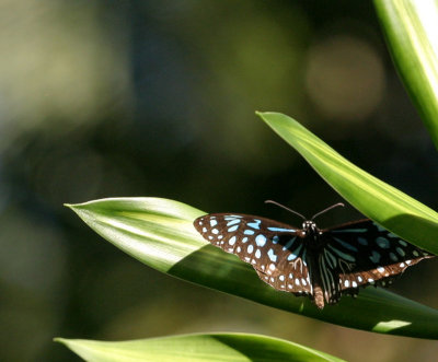 blue brown bfly 3147.jpg