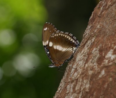 brown white bfly 3299.jpg