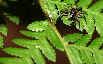 cute spider 3356.jpg