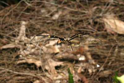 large spider 3259.jpg