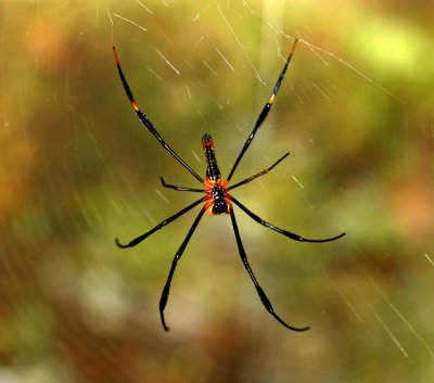 med spider 3166.jpg