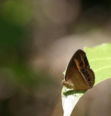 multidot bfly 3265.jpg