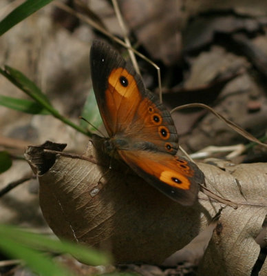 multidot bfly 3302.jpg