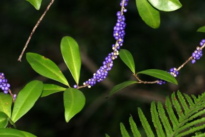 purpe berries 3357.jpg