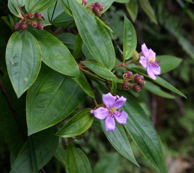 purple flower 3274.jpg