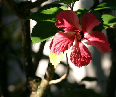 red flower 3117.jpg