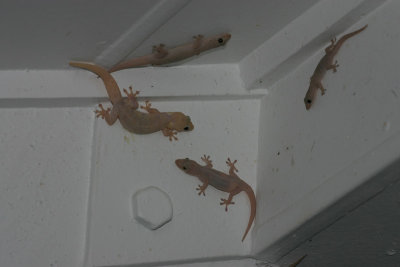 room lizards 3217.jpg