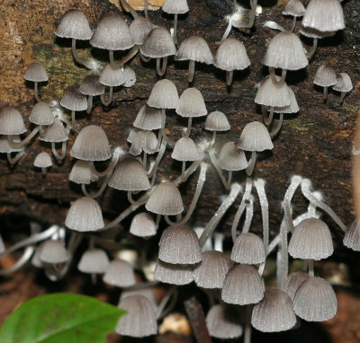 shrooms 3242.jpg
