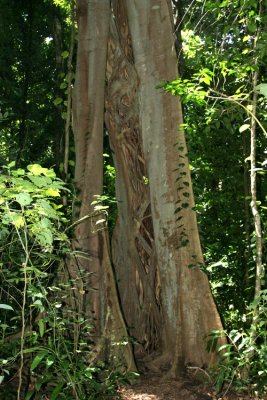 tree 3407.jpg