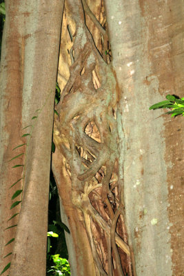 tree 3409.jpg