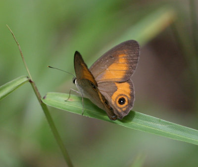two-dot bfly 3307.jpg