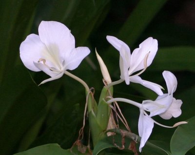 white flower 3129.jpg