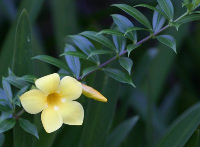 yellow flower 3127.jpg