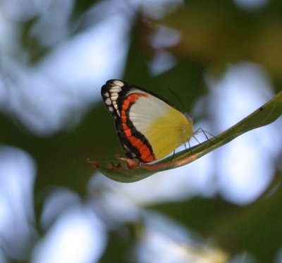yellow red bfly 3133.jpg
