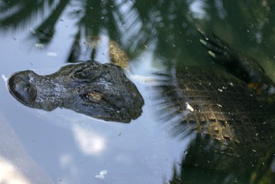 alligator 3918.jpg
