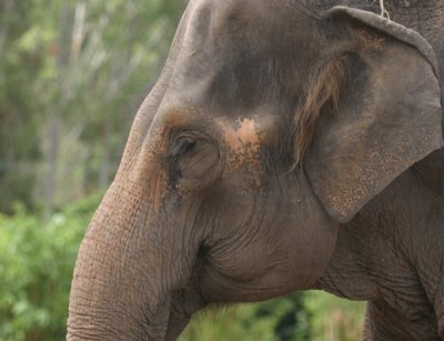 elephant 3674.jpg
