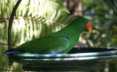 green parrot 3599.jpg