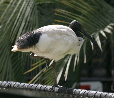ibis 3784.jpg