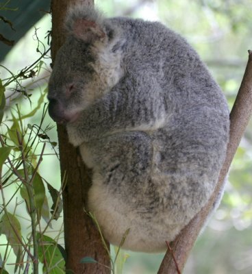 koala 3664.jpg