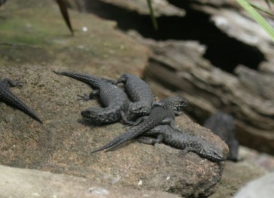 lizards 3825.jpg