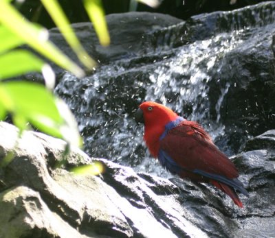 red parrot 3532.jpg