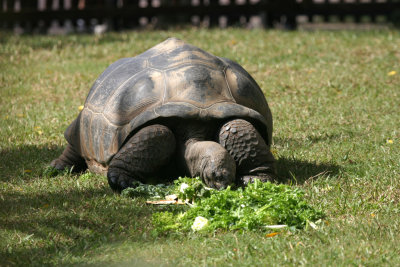 tortoise 3491.jpg
