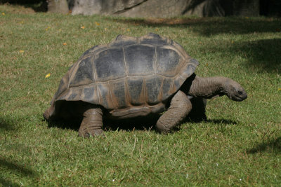 tortoise 3876.jpg