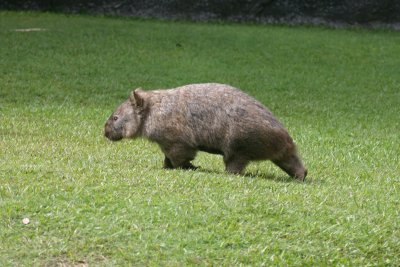 wombat 3758.jpg